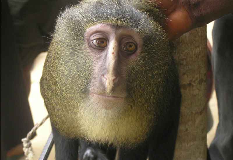 1 - lesula-monkey