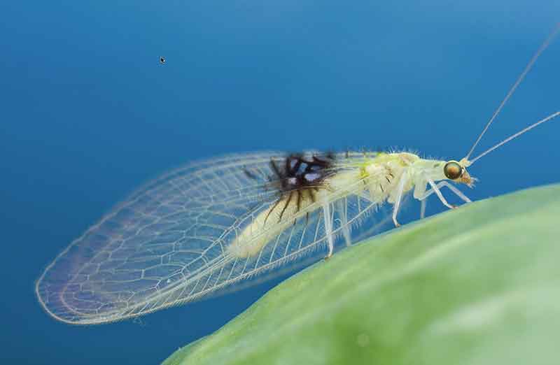 Lacewing1