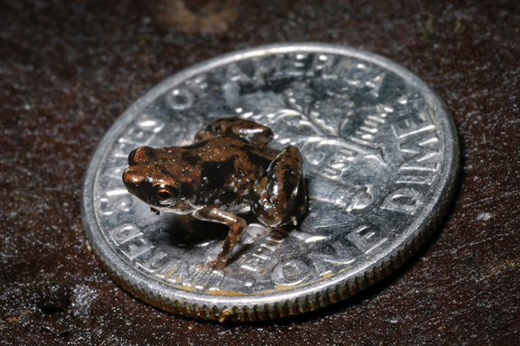 tiniest-frog