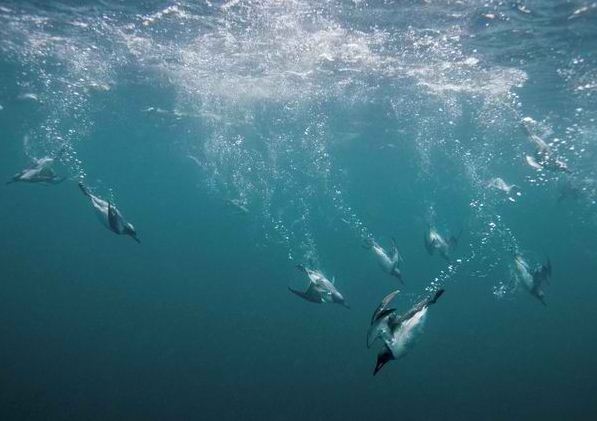 underwater dive birds