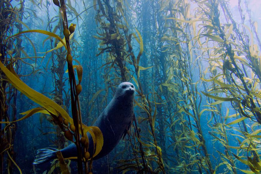 underwater forest