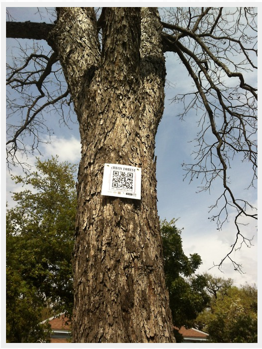 Top 4 - Putting QR codes on forest trees.