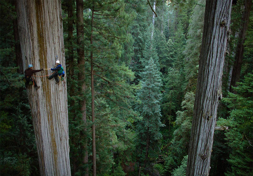 2 - REDWOOD TREE CLIMBING