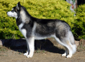10 of the World's Most Dangerous Dog Breeds When Not Trained Well ...