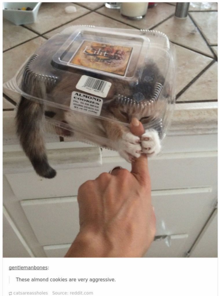 16 Funny Cat Posts On Tumblr Are Taking Over Internet For Some Time Now Henspark