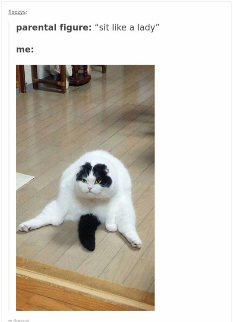 16 Funny Cat Posts on Tumblr are taking over Internet for some time now ...