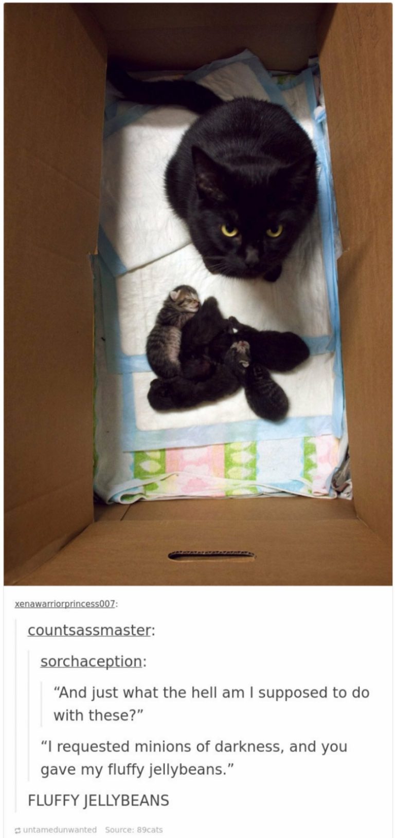 16 Funny Cat Posts On Tumblr Are Taking Over Internet For Some Time Now Henspark