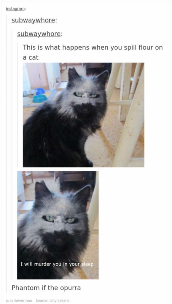 16 Funny Cat Posts On Tumblr Are Taking Over Internet For Some Time Now Henspark