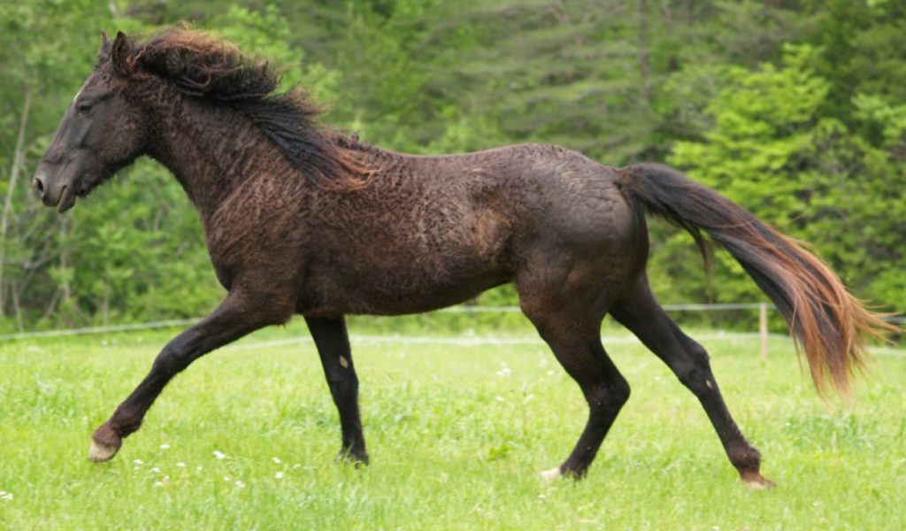 10 of the Rarest Horse Breeds in the World HenSpark Stories