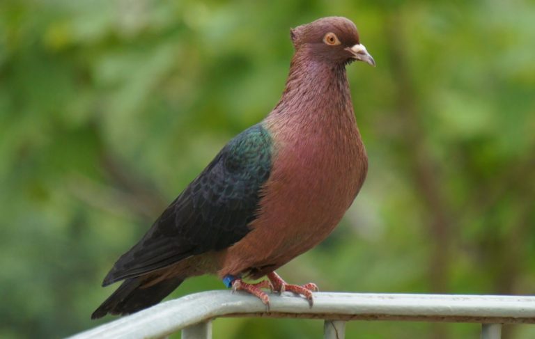 10 of the Most Beautiful Doves and Pigeons in the World | HenSpark